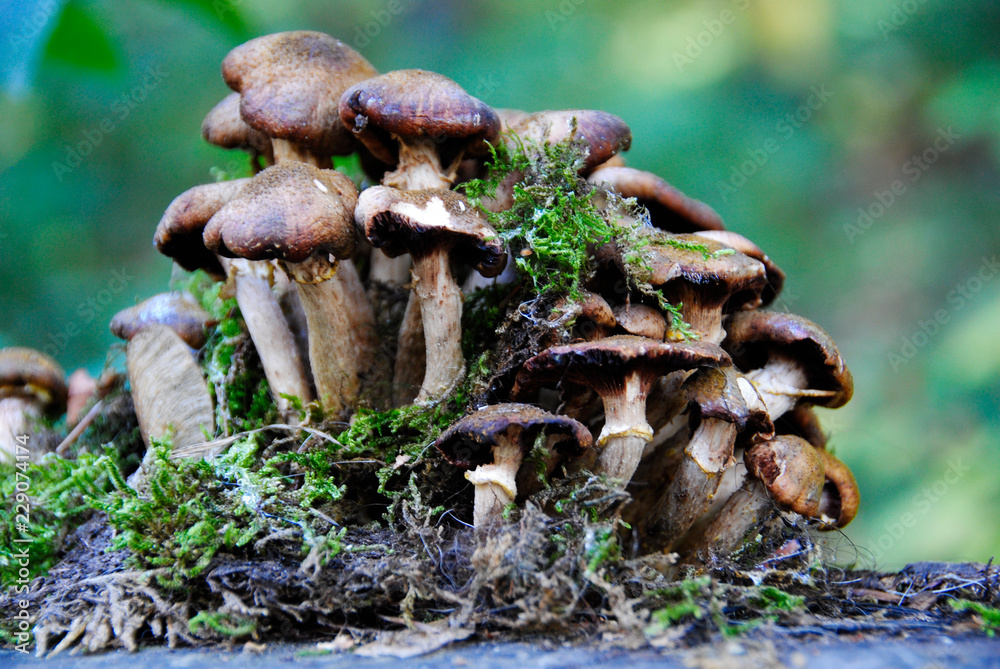 Fototapeta premium a few mushrooms in the forest in Duisburg in Germany
