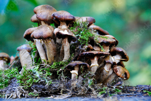 a few mushrooms in the forest in Duisburg in Germany