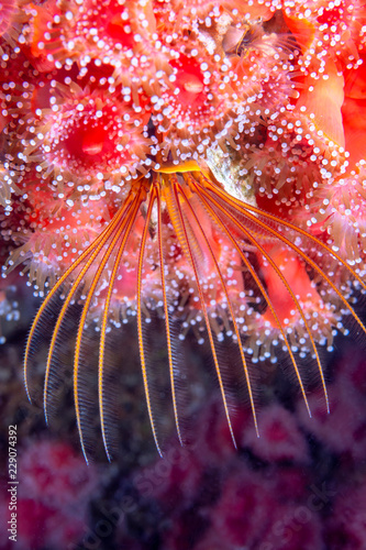 Картината върху платно Feeding barnacle