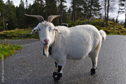 Goat on the moutian