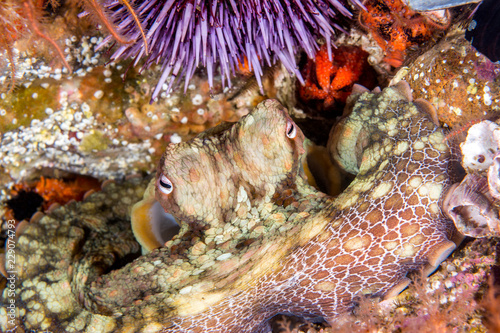 Octopus resting in crevice photo