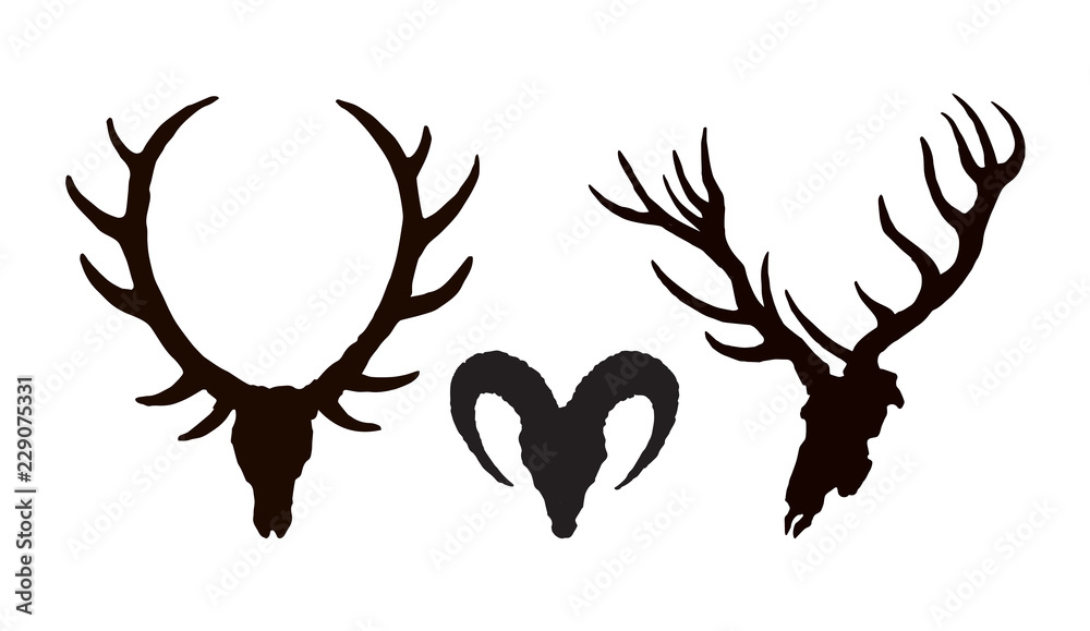 Skull of ox. Vector drawing Skull of ox. Vector drawing