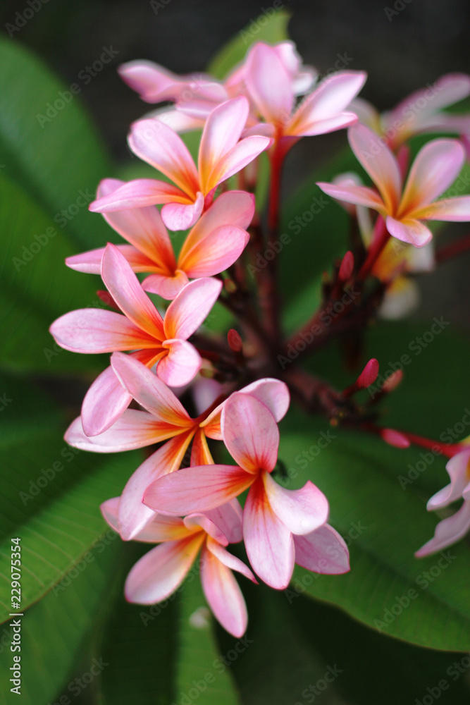 frangipanis frangipanis