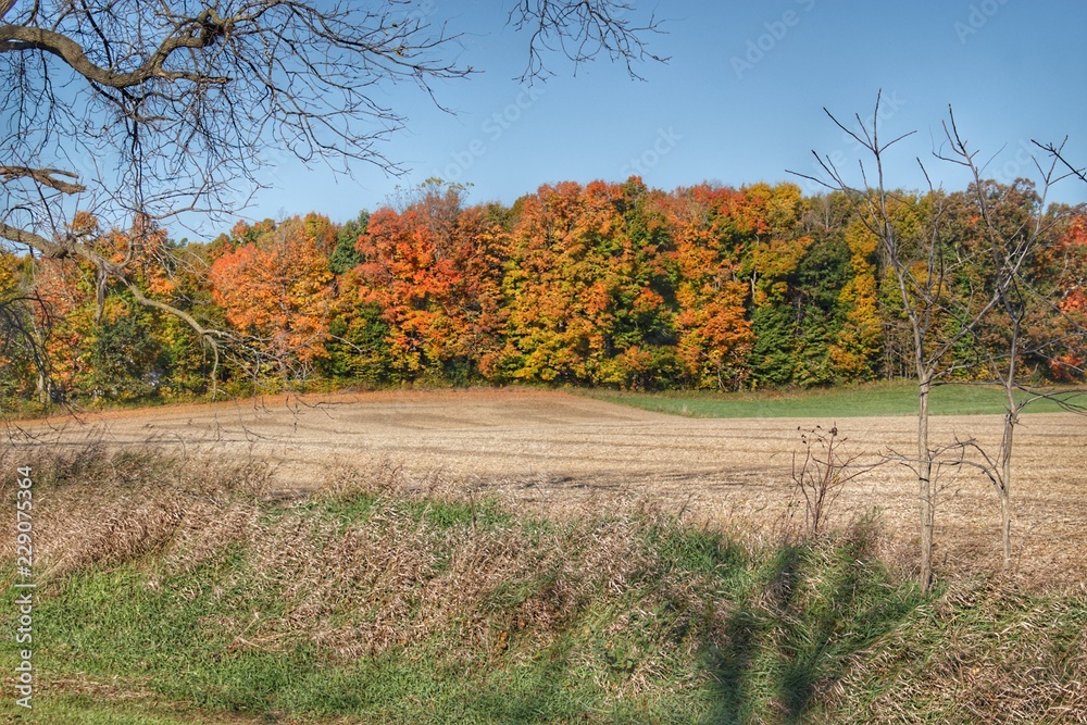 Naklejka premium 9019 - Fall on Piersonville Rd (9019-TRE-101618-1007A)