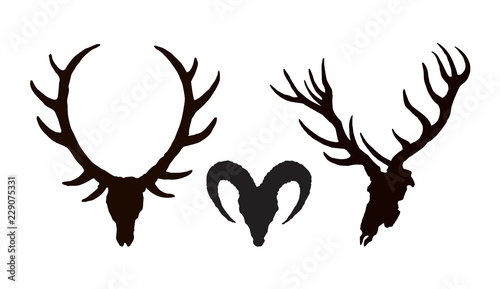 Skull of ox. Vector drawing