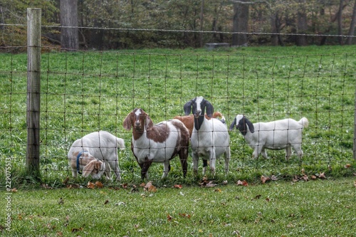 1046 - Goats of Ortonville II (1046-ANI-101718-0224P)