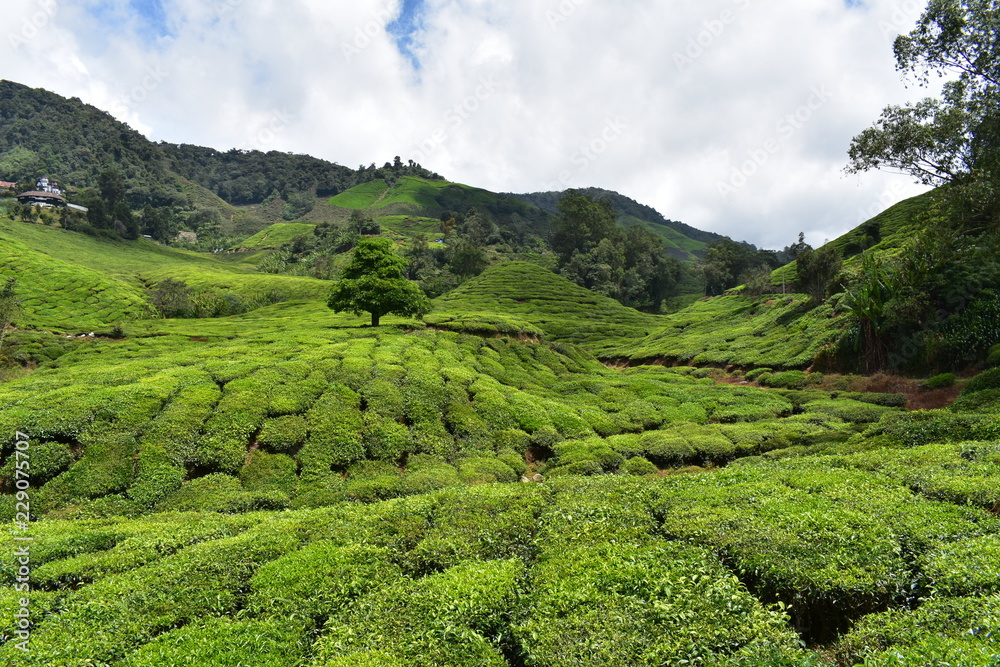 Tea in Malaysia