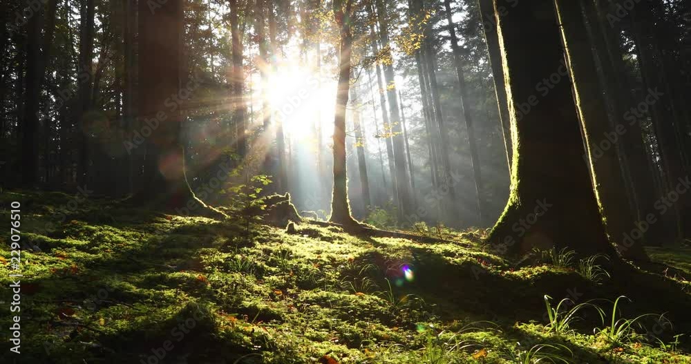 Magic morning sunlight in mossy forest landscape. Slider equipment used.