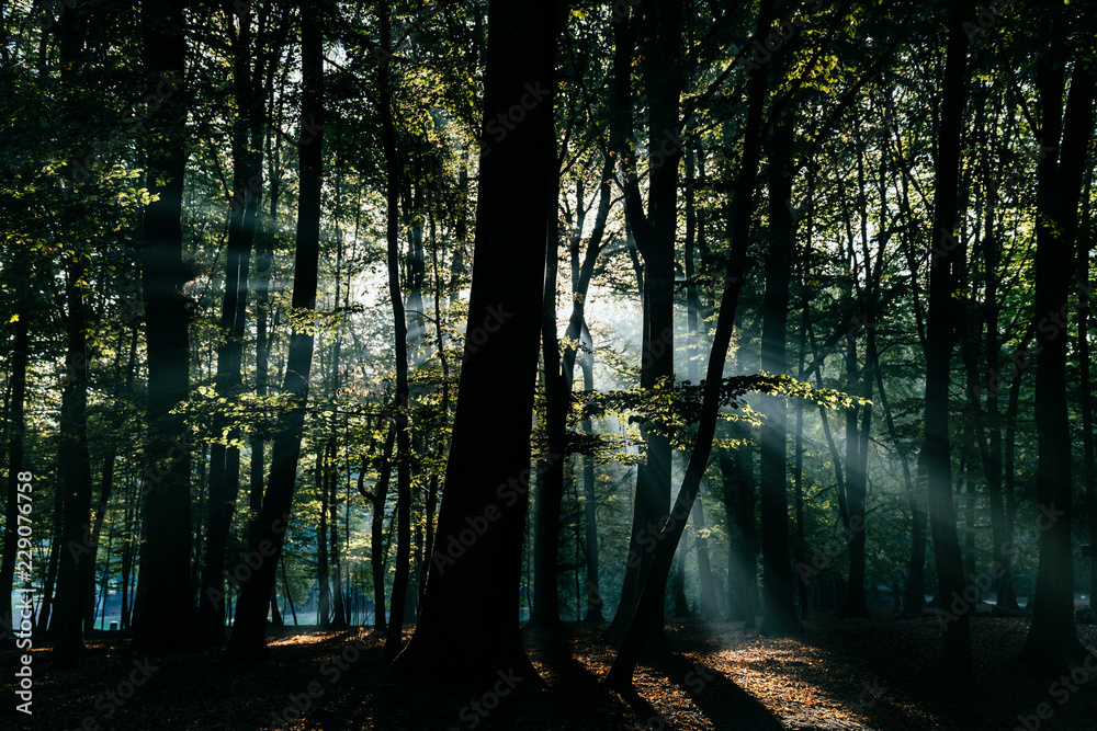 Fototapeta premium Mistery woods