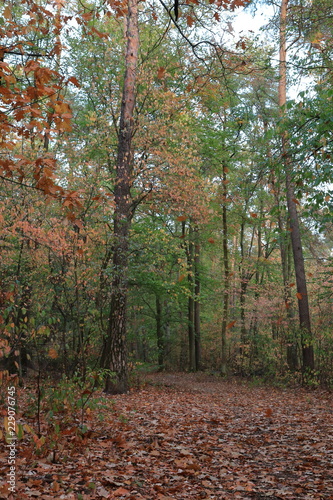 Wald Herbst