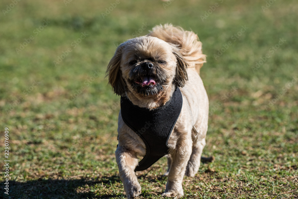 Poised and adorable little dog showing happy expression on face while walking across the park grass wearing a harness. Poised and adorable little dog showing happy expression on face while walking across the park grass wearing a harness.
