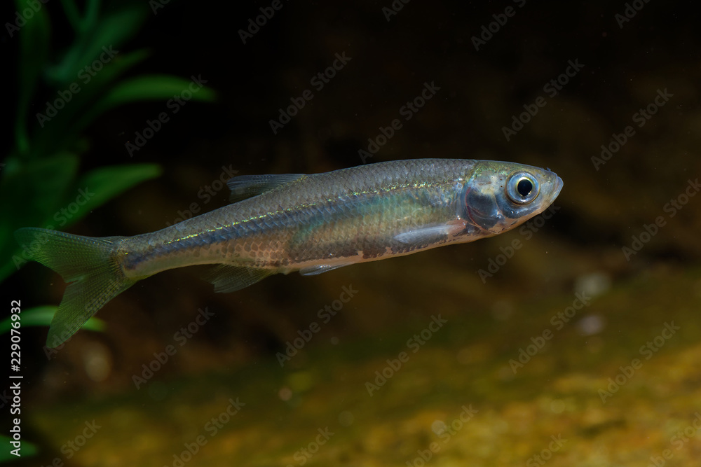 Belica - Leucaspius delineatus. Leucaspius delineatus, known as the sunbleak, belica or moderlieschen is a species of freshwater fish in the Cyprinidae family Belica - Leucaspius delineatus. Leucaspius delineatus, known as the sunbleak, belica or moderlieschen is a species of freshwater fish in the Cyprinidae family