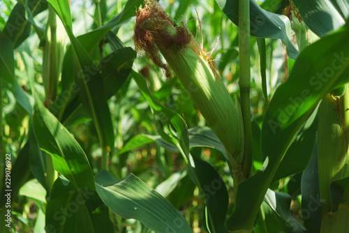 Corn field green ear cob leaves fruit culture