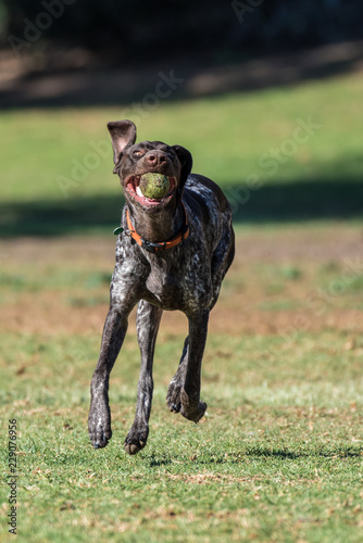 Geman short hair bird dog showing floppy ears while running at full speed retrieving the ball at the park.