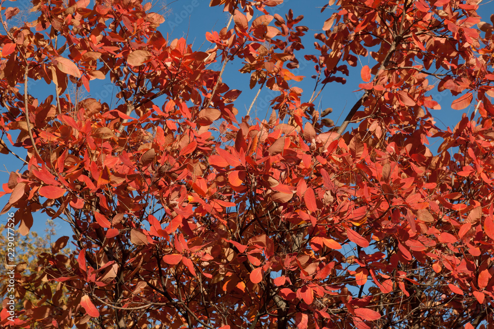 Autumn red leaves growth on branch