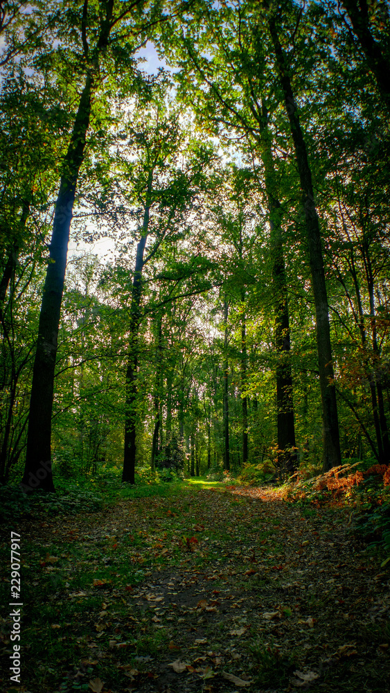 Fototapeta premium Autumn Forrest walks