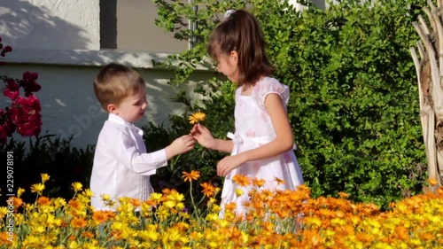 Young boy gives his older sister a flower as she stands in thigh high African Daisies.  She thanks him with a big kiss on the lips, he breaks away and leave immediately.