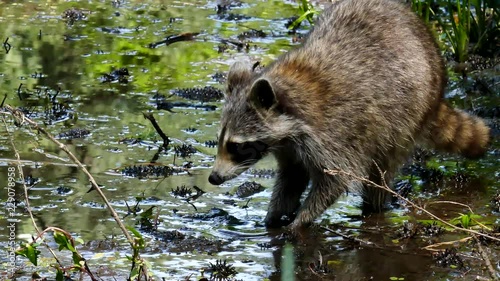 Raccoon eating in a pond