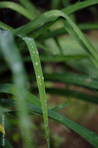 close view at a leaf of grass with waterdroplets on it