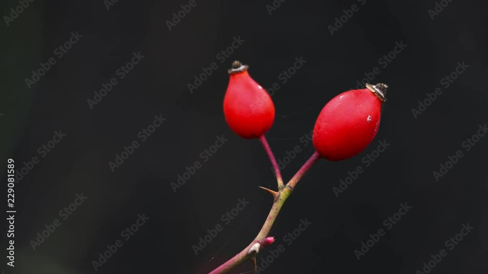 Rose Hip in natural environment (Rosa canina) - (4K) Rose Hip in natural environment (Rosa canina) - (4K)