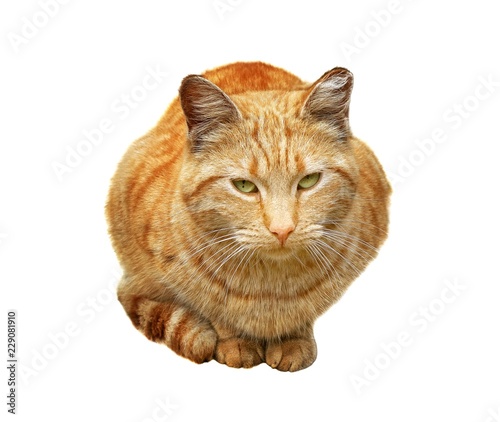 Red cat sitting between his legs and paws isolated on white background. photo