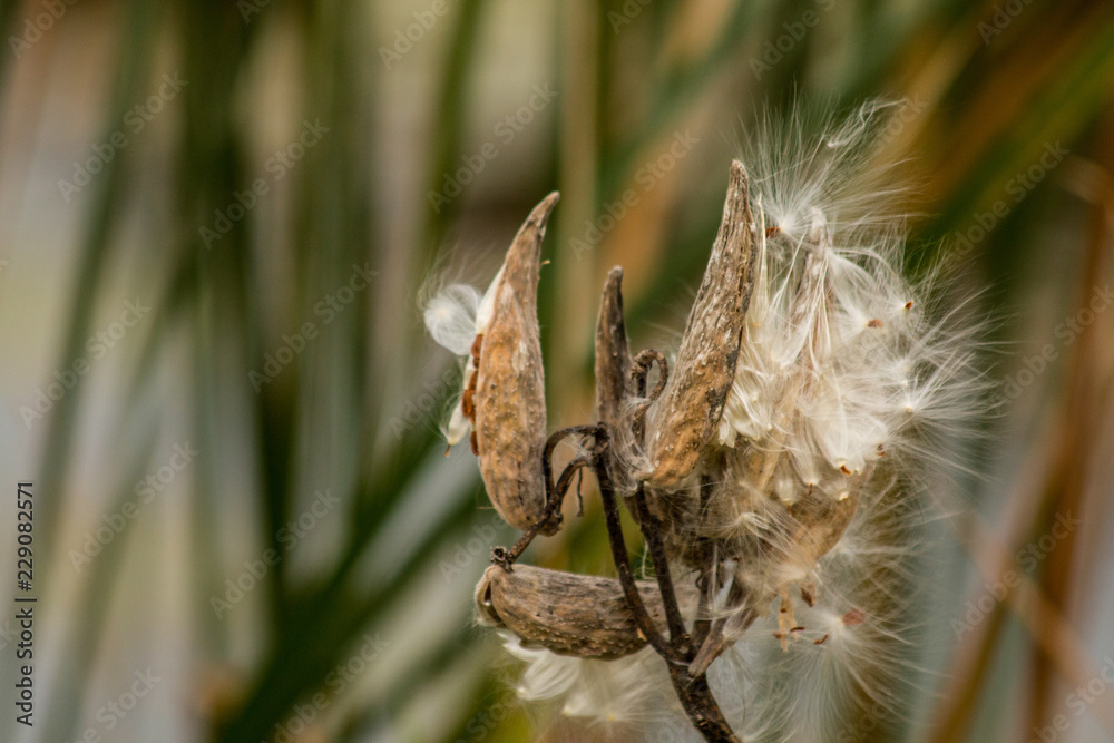 Milkweed seeds in the wind Milkweed seeds in the wind