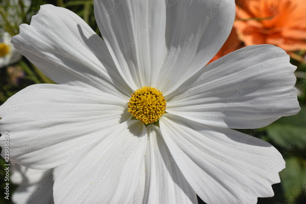 Obraz premium Primavera colorida