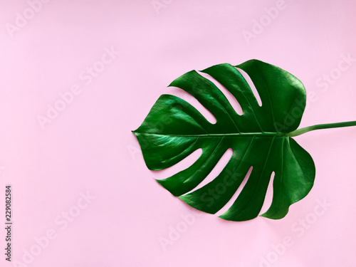 Monstera leaf Close-up photo in minimalistic style Lush tropical leaf on pink background Flat lay