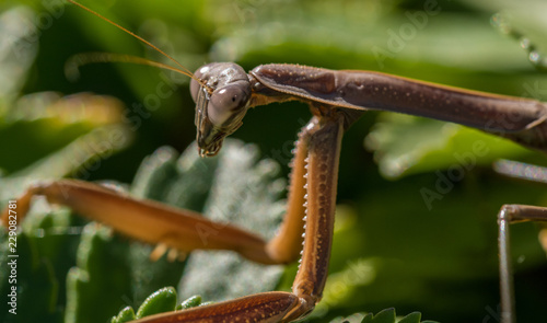 Praying Mantis closeup macro