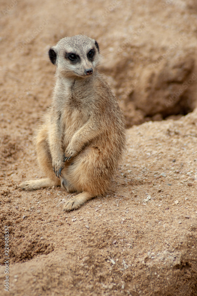 Suricate Suricate