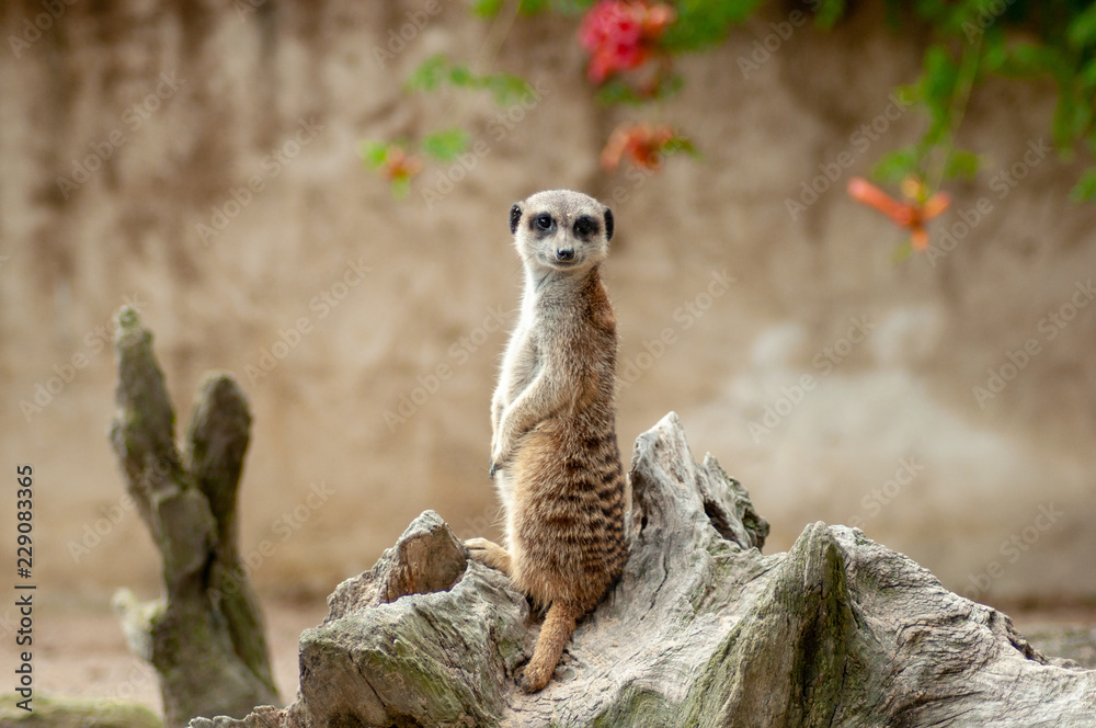 Fototapeta premium Suricate