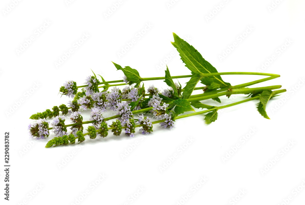 Naklejka premium Close-up of fresh blooming mint isolated on white background.