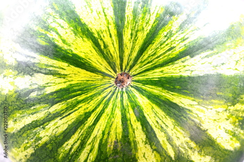 watermelon texture detail - closeupclose up of water melon skin photo