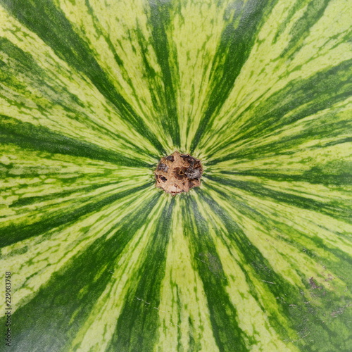 watermelon texture detail - closeupclose up of water melon skin photo