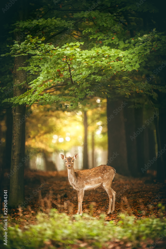 Fototapeta premium Deer attentive looking