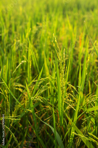 Close up of rice field Sunshine , rice field thailand