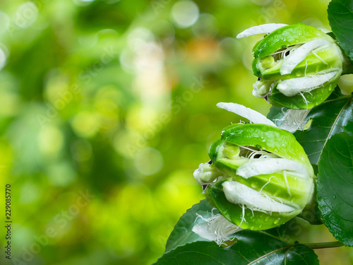 Passiflora edulis flavicarpa or passion fruit flower photo