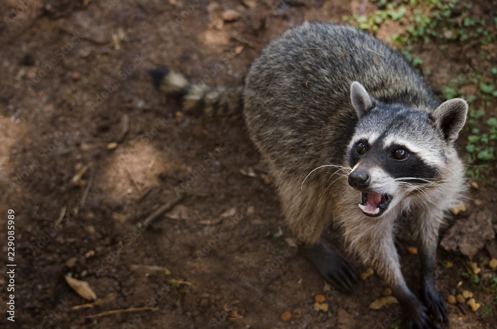 Obraz premium Raccoon