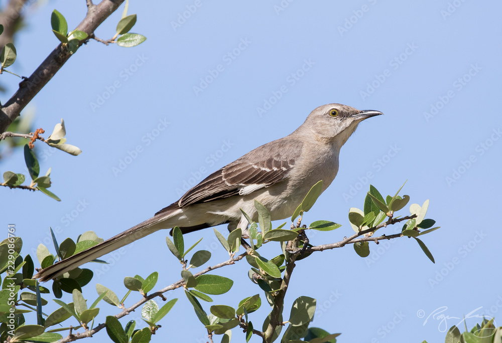 Northern Mockingbird