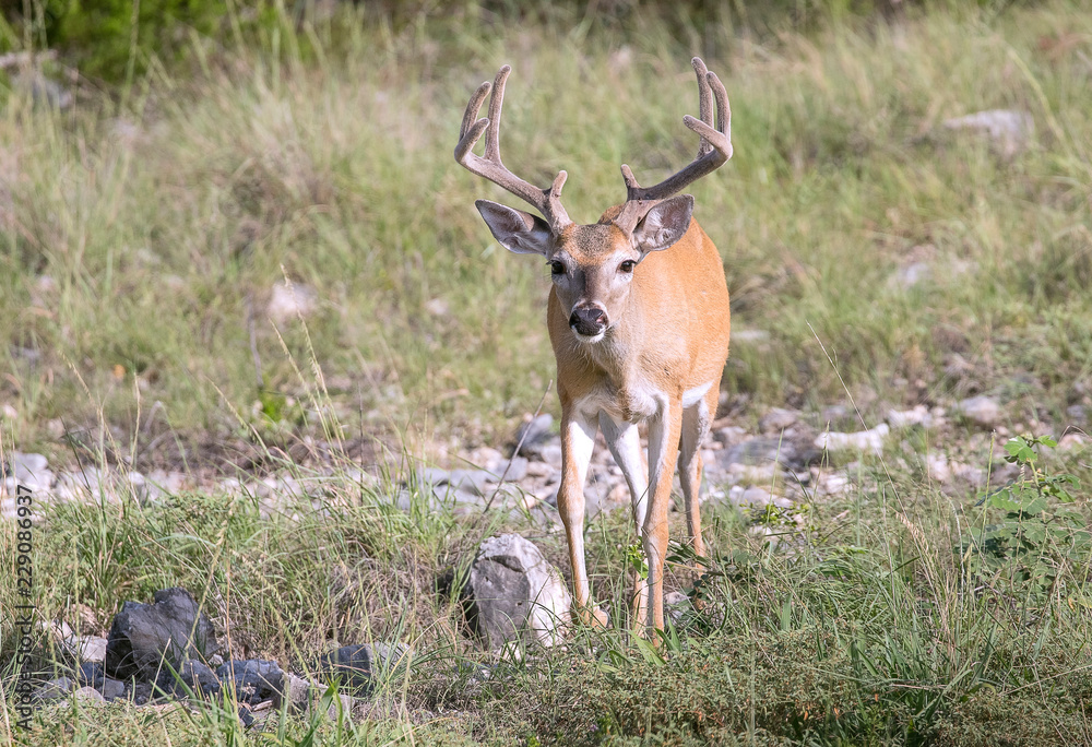 Whitetail buck Whitetail buck