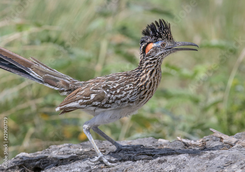 Obraz na plátně Roadrunner