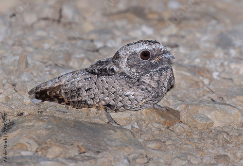 Common Poorwill #229087181