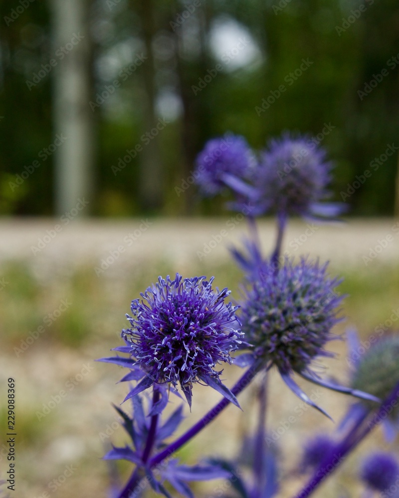 Obraz premium Purple/indigo weed or thistle