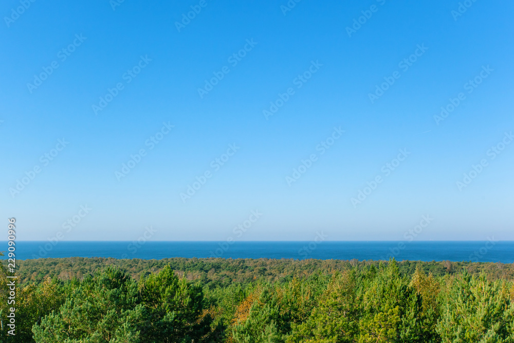 clear view of the green forest by the sea