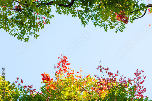 Top view with tree branch and blue sky