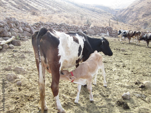 herd of cows