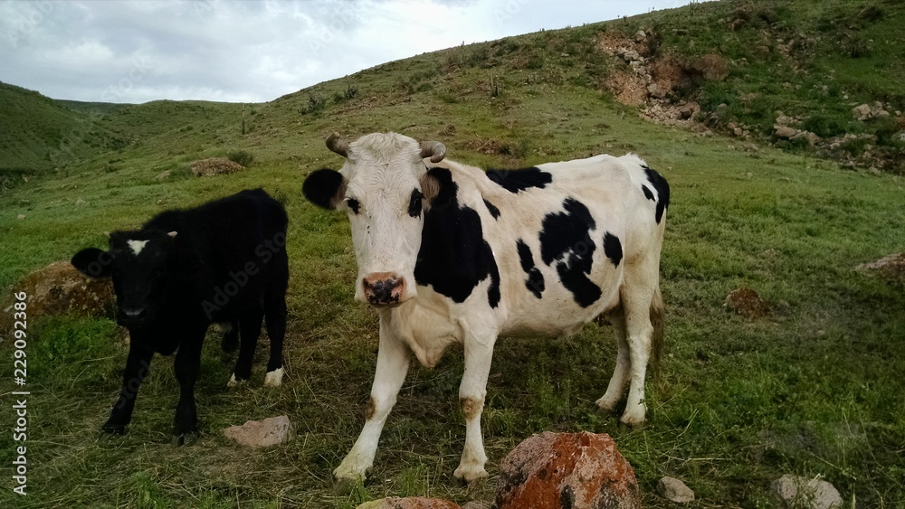 cows in a field