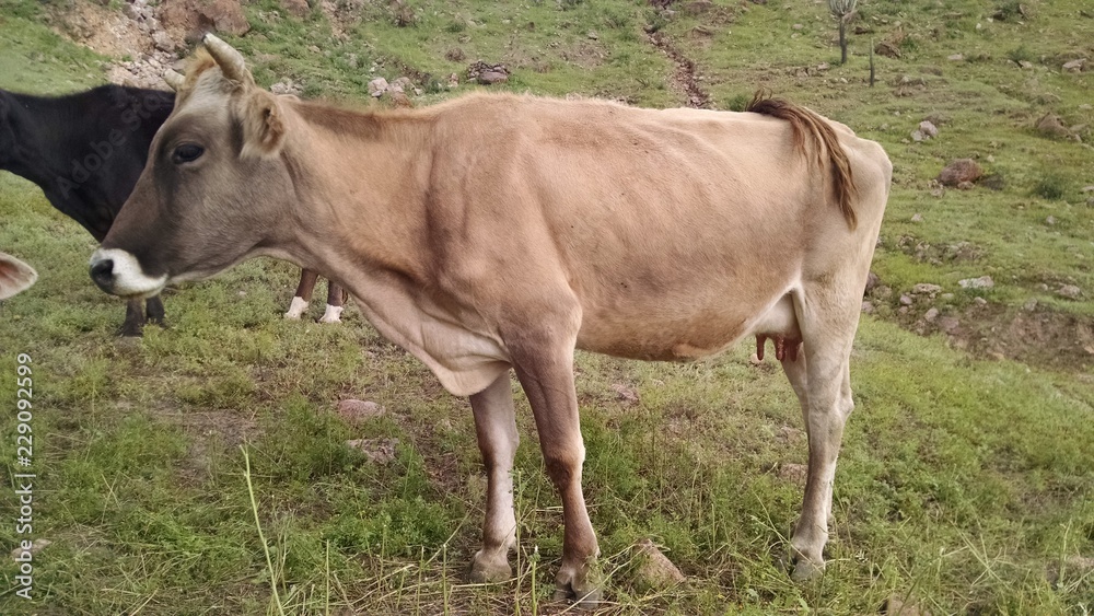 Vaca en campo Vaca en campo