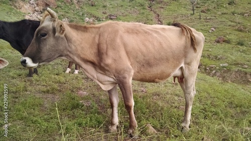 Vaca en campo