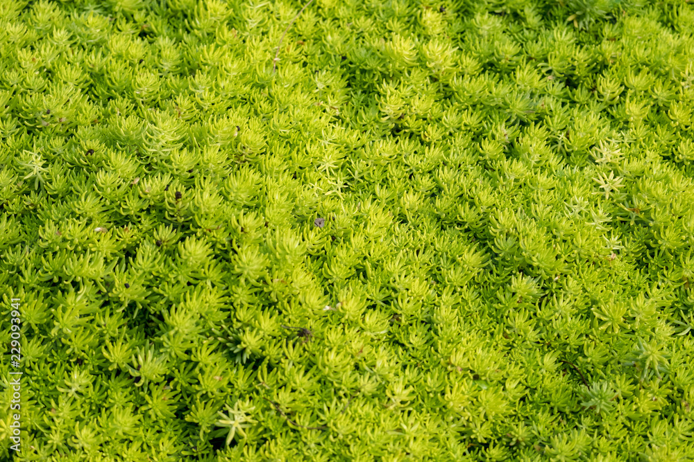 Closed up gold moss sedum background. Moss texture, background with copy space Closed up gold moss sedum background. Moss texture, background with copy space